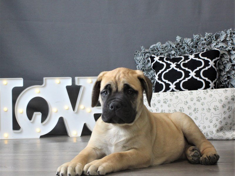 Bullmastiff