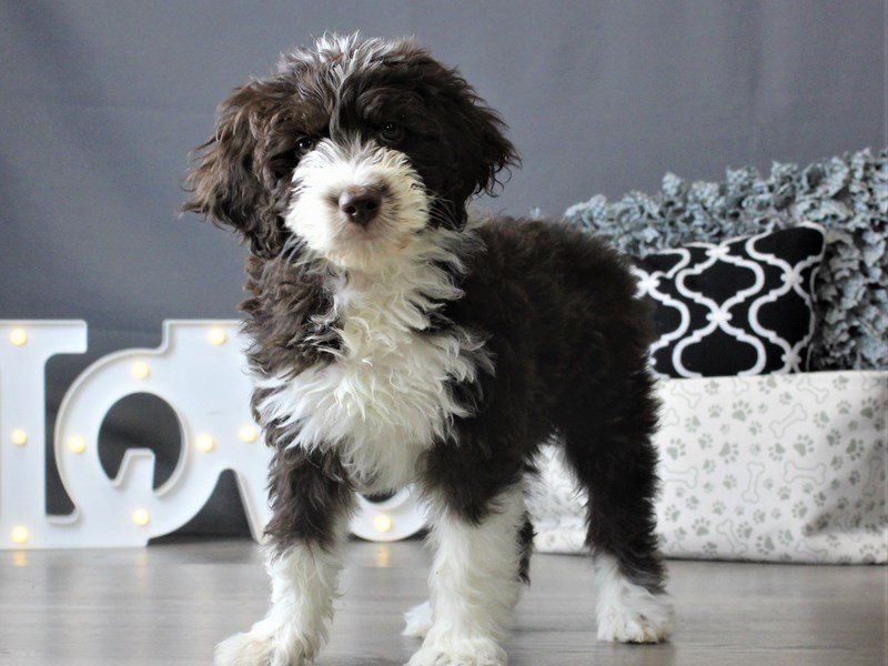 Australian Shepherd/Poodle