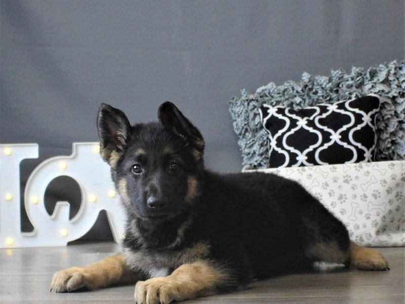 German Shepherd Dog