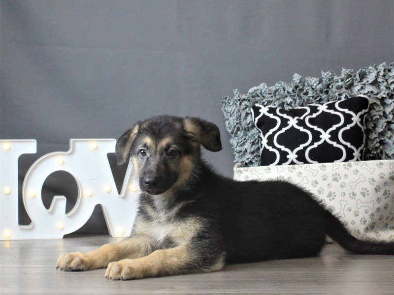 German Shepherd Dog