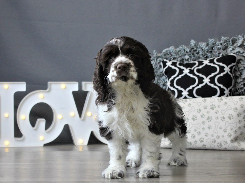 Cocker Spaniel