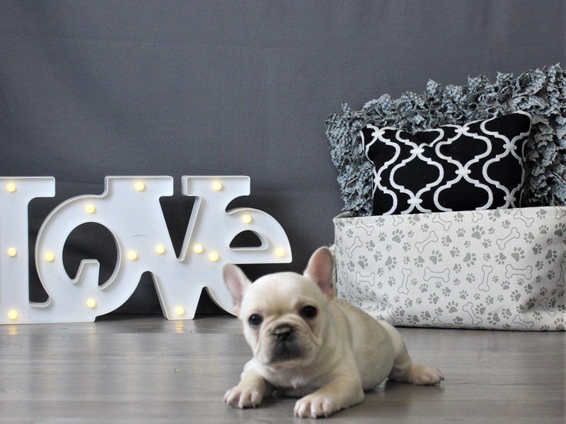 French Bulldog