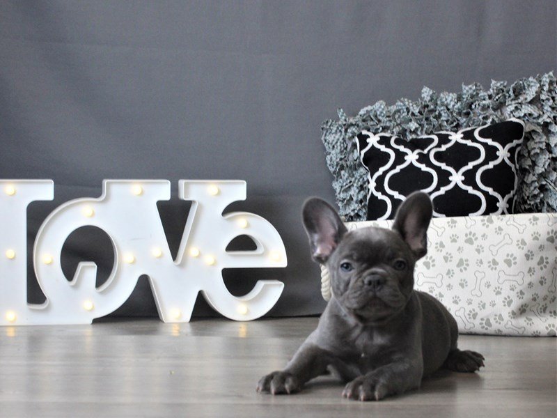 French Bulldog