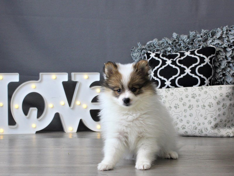 Pomeranian