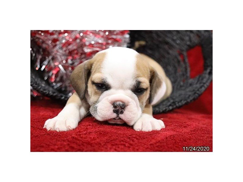 Bulldog/Bulldog-Beagle