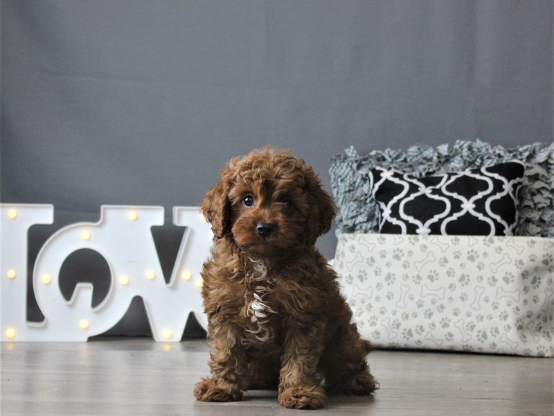 Poodle/Cavalier King