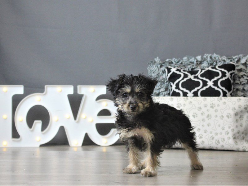 Yorkie/Poodle