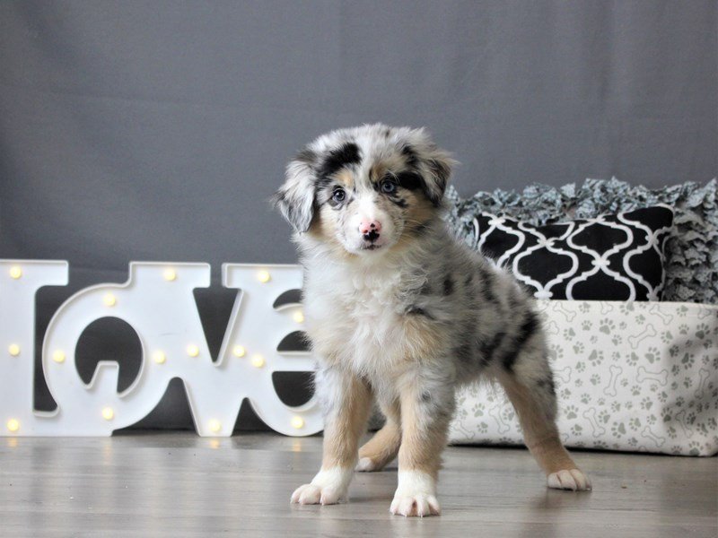 Australian Shepherd