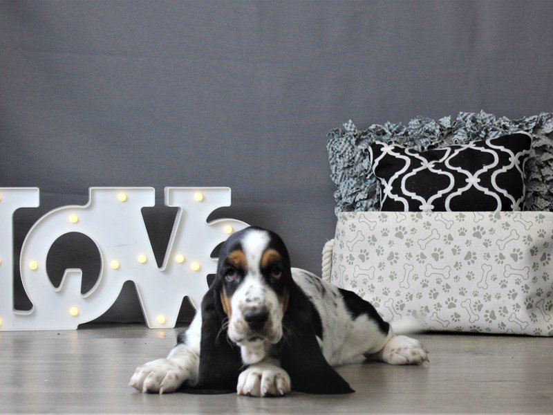 Basset Hound