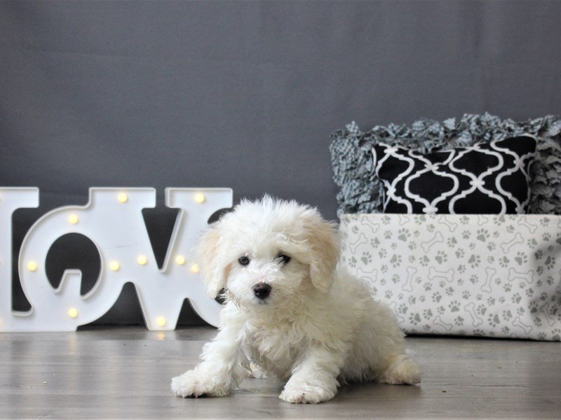 Bichon Frise