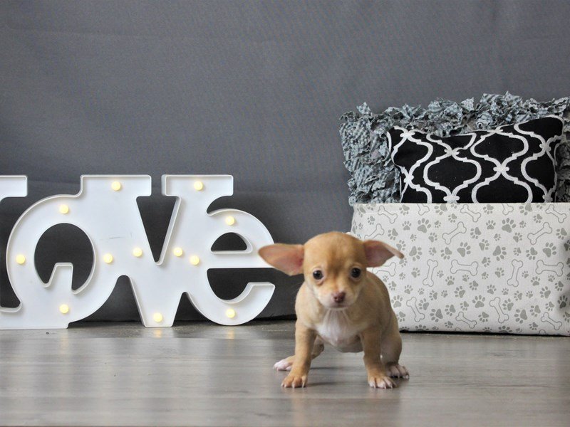 Chihuahua