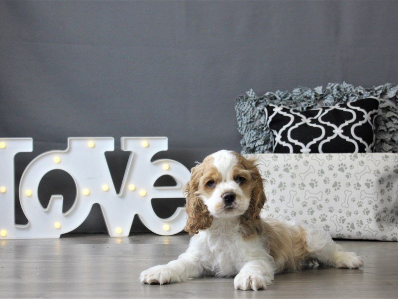 Cocker Spaniel