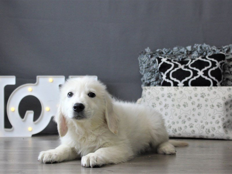 Golden Retriever
