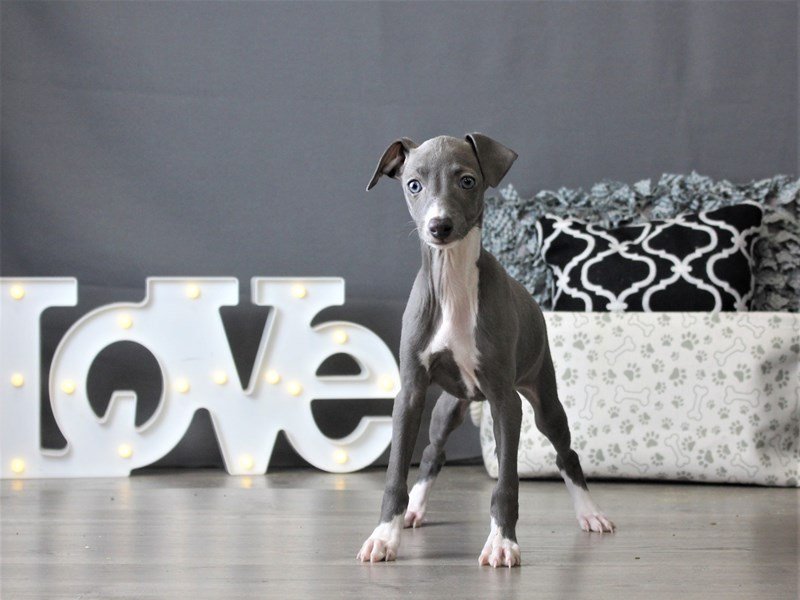 Italian Greyhound