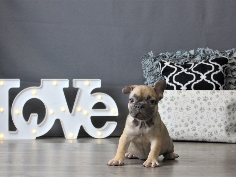 French Bulldog
