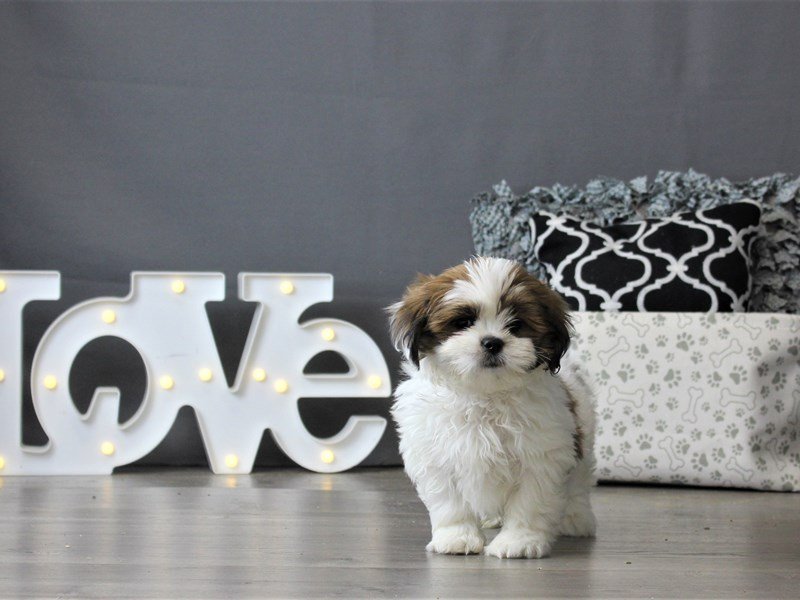Lhasa Apso