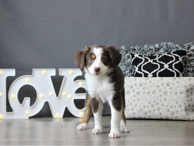 Miniature Australian Shepherd