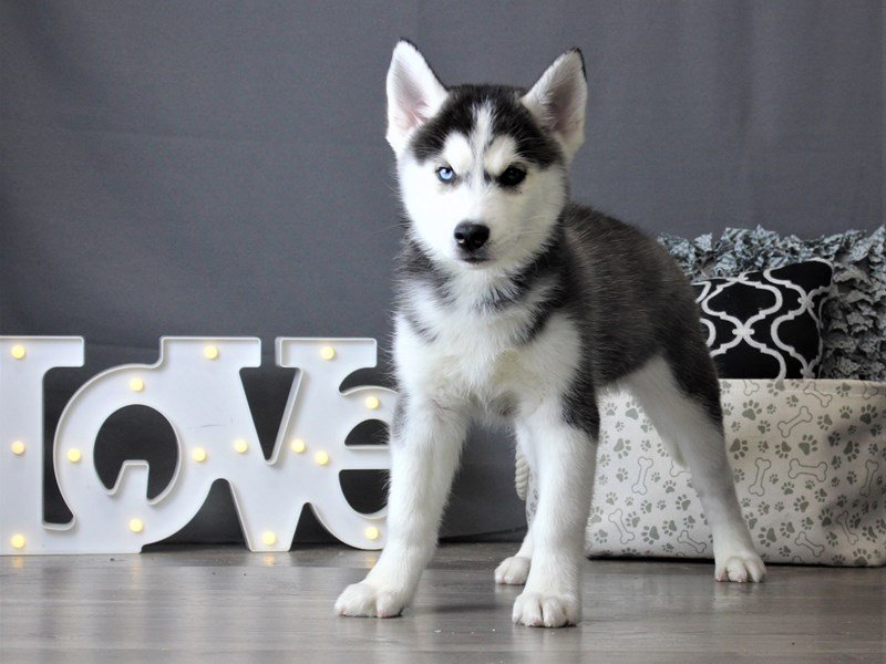Siberian Husky
