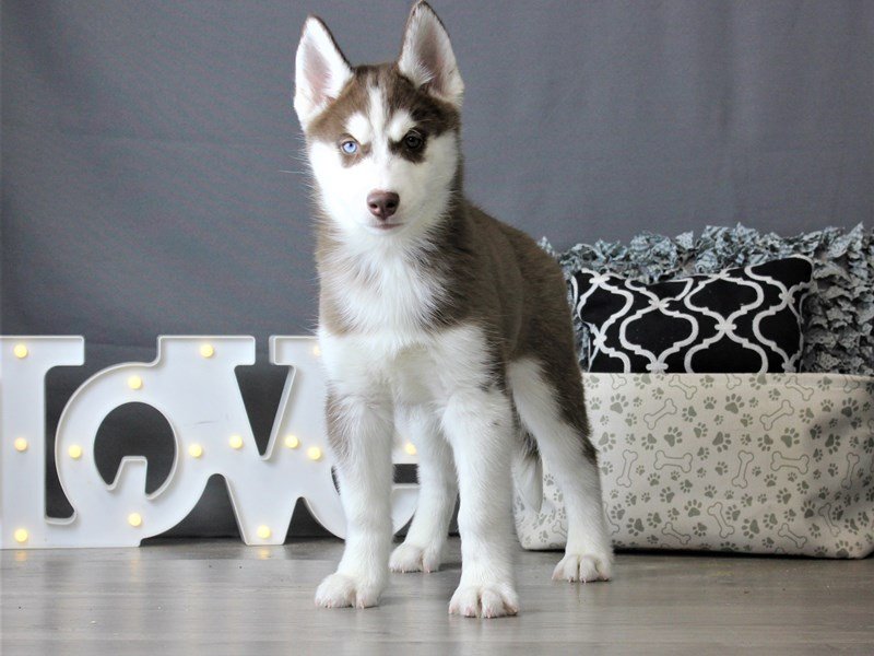 Siberian Husky