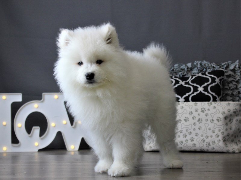 Male samoyed sales