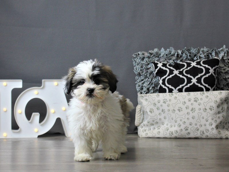 Lhasapoo