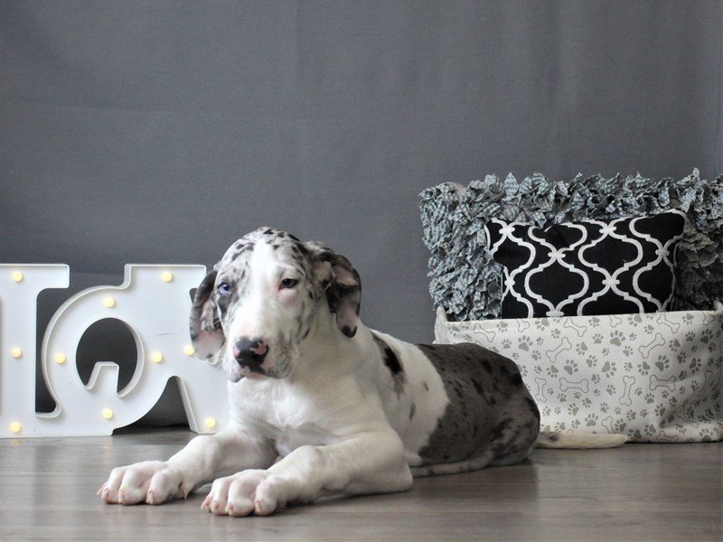 Great Dane