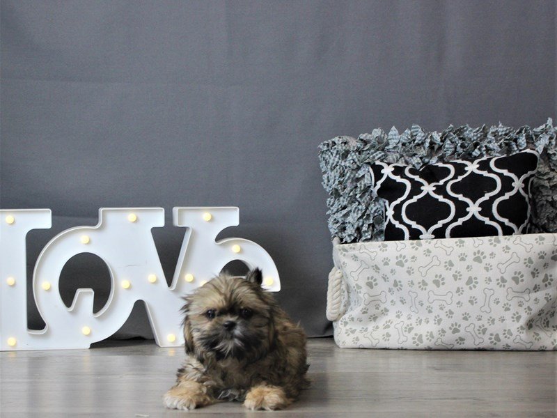 Shih Tzu