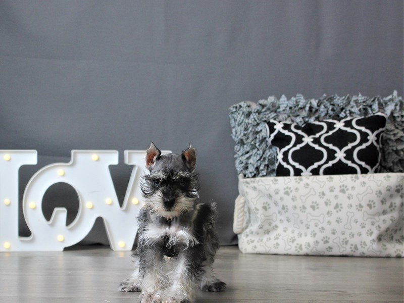 Miniature Schnauzer