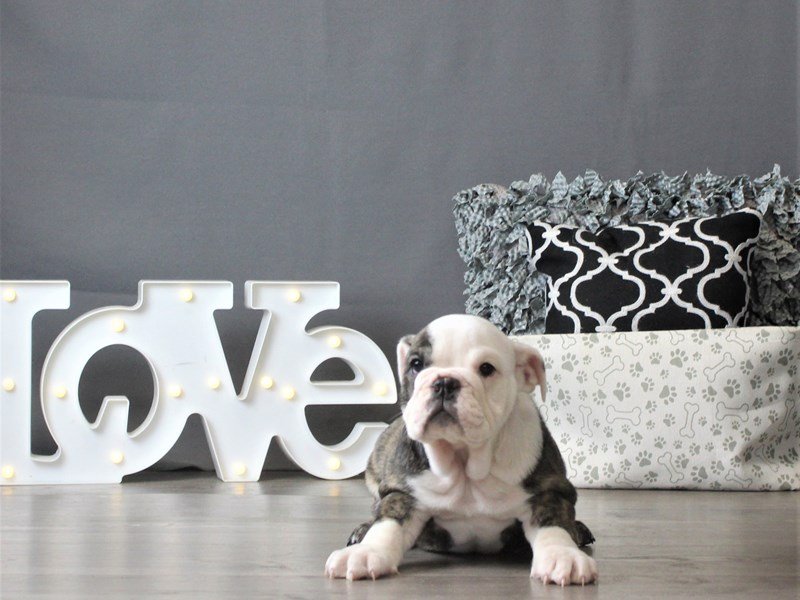 English Bulldog
