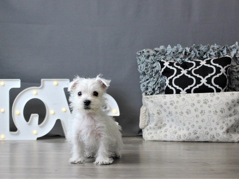 West Highland White Terrier