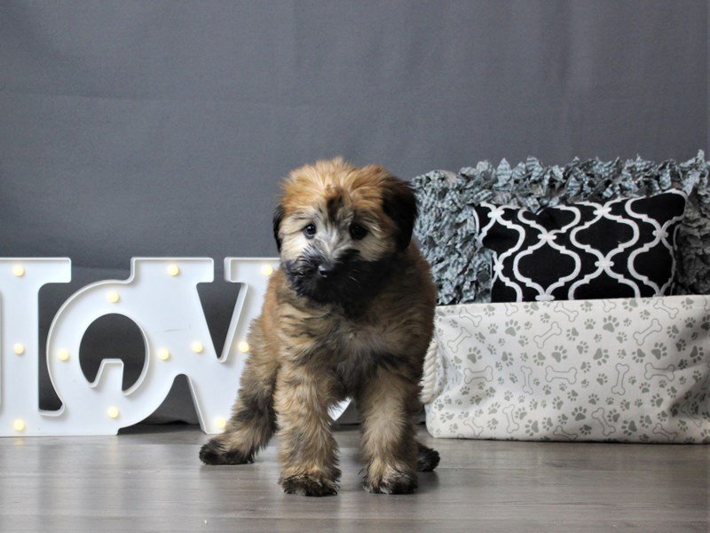 Soft Coated Wheaten Terrier