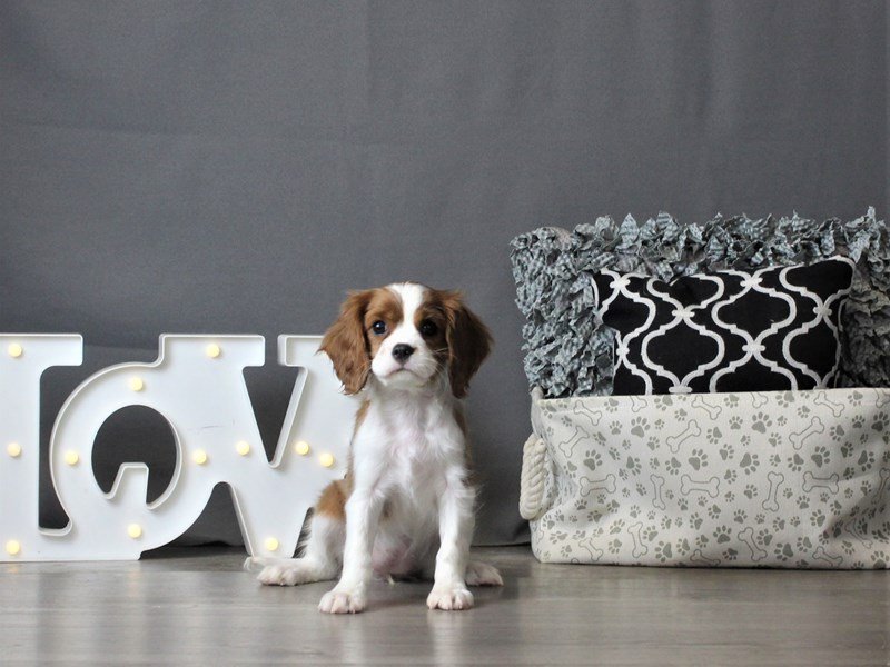 Cavalier King Charles Spaniel