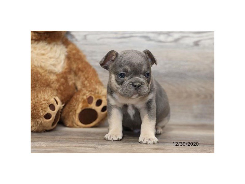 French Bulldog