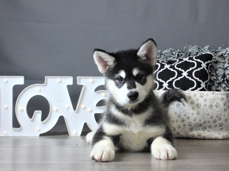 Alaskan Malamute