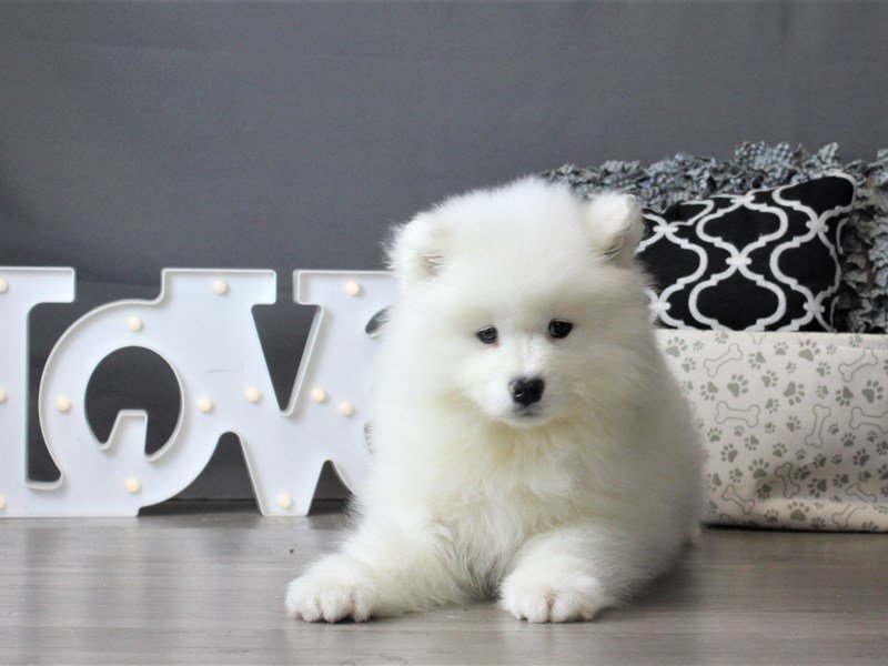Samoyed