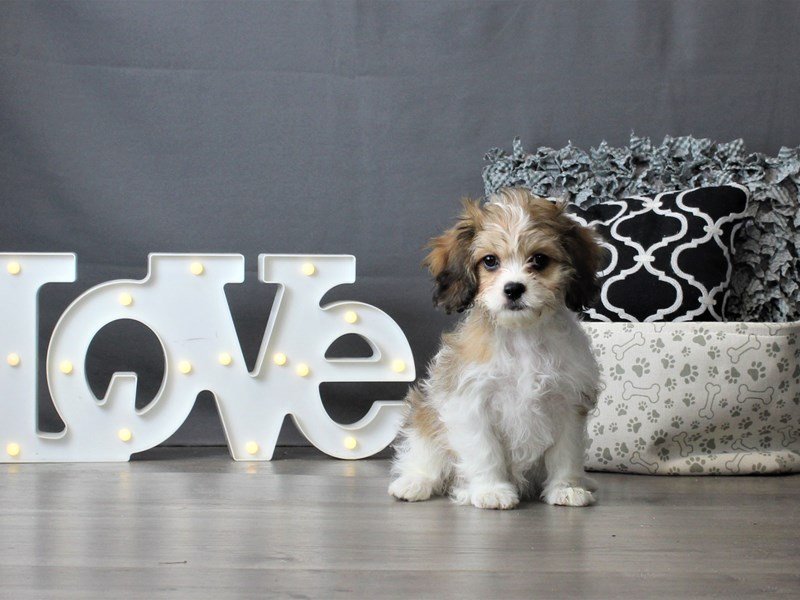 Cavalier King/Bichon