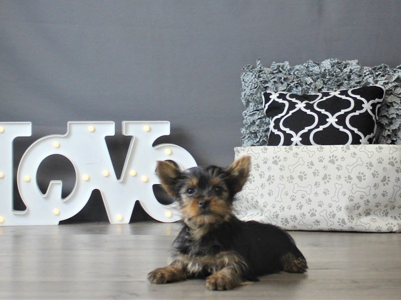 Yorkshire Terrier