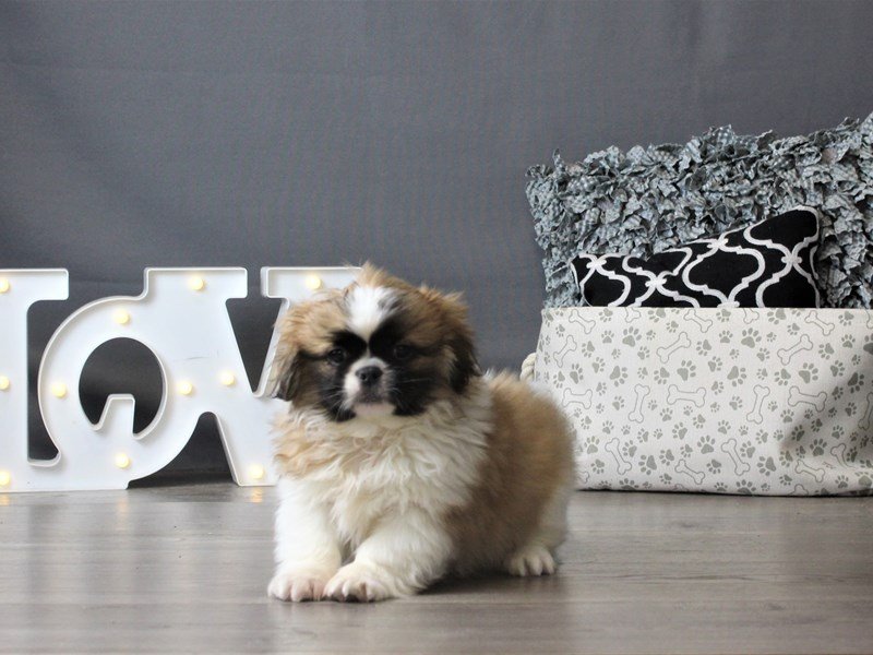 Pekingese