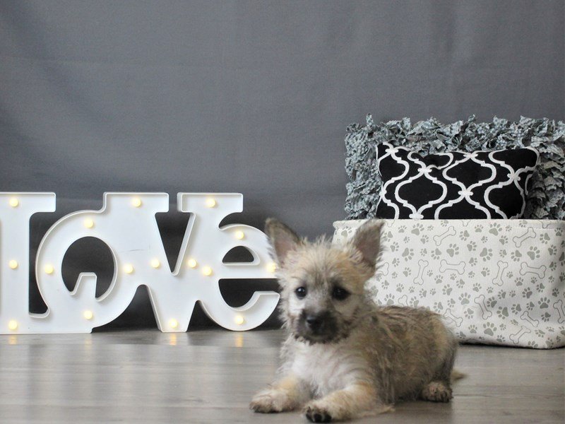 Cairn Terrier