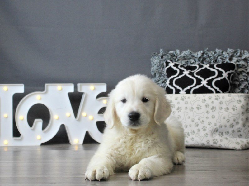 Golden Retriever