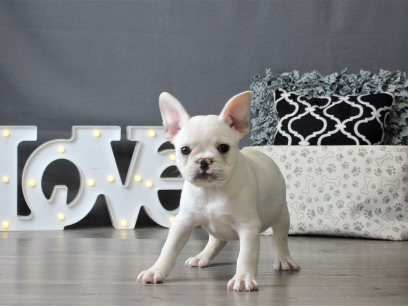 French Bulldog