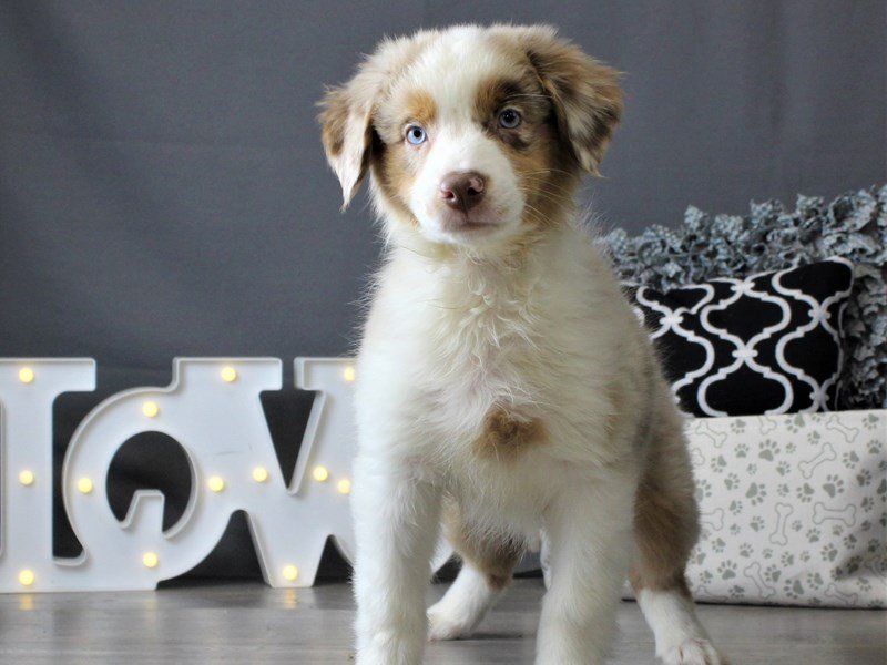Australian Shepherd