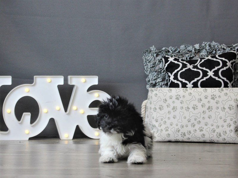 Havanese