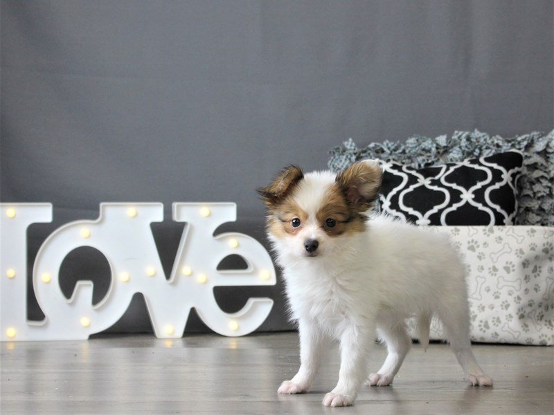 Papillon