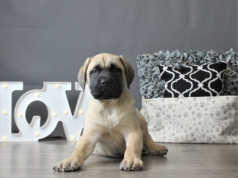 English Mastiff