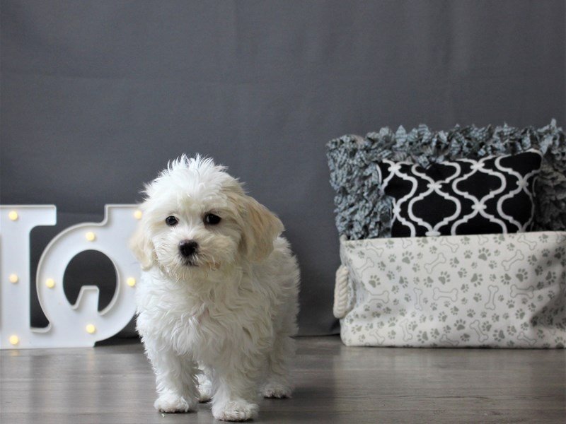 Coton De Tulear