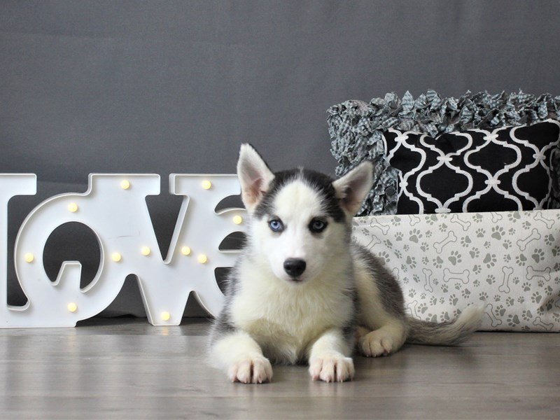 Siberian Husky