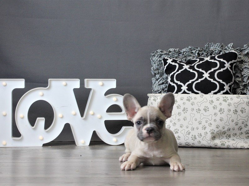 French Bulldog