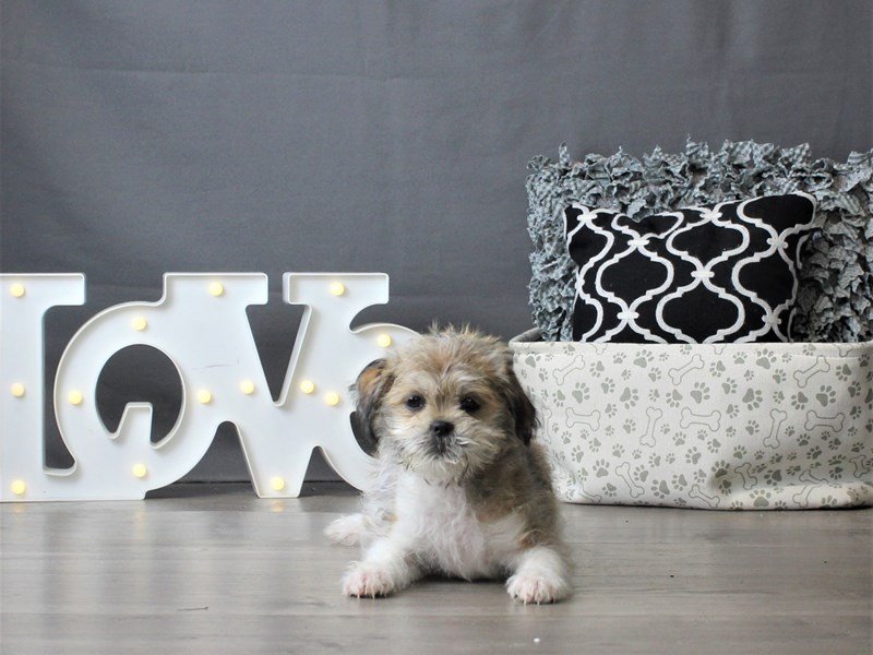 Maltese/Shih Tzu