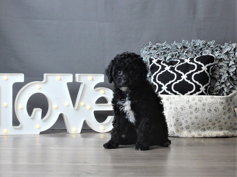 Poodle/Havanese